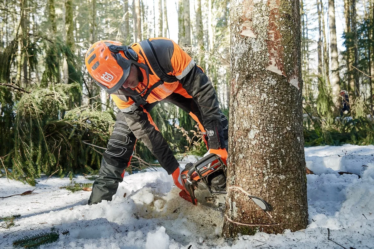 2eaa69a6262e82ab606d0c9b4196a28375e3464c Die neue Profi-Motorsäge in Action: Mit der Husqvarna 550 Mark II wird der Fallkerb gesägt.