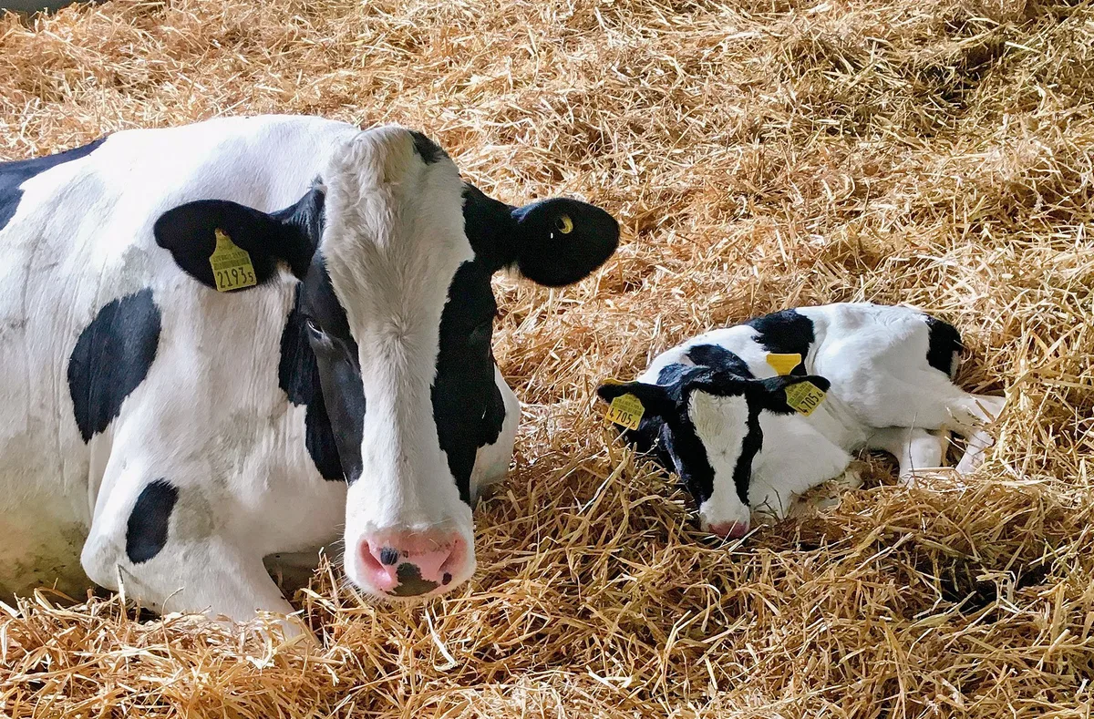 dc0c88892e027dad198ef49b458fbaf1282576b1 Die ersten 7 bis 10 Tage nach der Geburt verbringen Mutter und Kalb zusammen in der Abkalbebucht. Zwei Mal am Tag führt die Landwirtin die Kuh zum Melken am Melkroboter. (Bild Brigitte Kägi)
