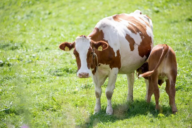 6b7b31b642cb3b44d61d078de500f0009abf0877 Weniger Tiere, dafür mehr Projekte wie zum Beispiel die Muttergebundene Kälberaufzucht: zwei Vorschläge der Agrarallianz, um das Tierwohl zu verbessern. (Bild Gian Vaitl / BauZ)