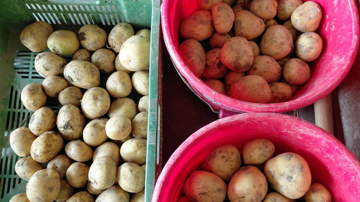 Das Resultat besagter Probegrabung: Im roten Kessel unten liegen Kartoffeln von der Parzelle mit Sprinklern, im roten Kessel oben Knollen mit Schlauchrollen-Bewässerung. Die Kartoffeln in der grünen Kiste bekamen nur wenig Wasser. Das Resultat besagter Probegrabung: Im roten Kessel unten liegen Kartoffeln von der Parzelle mit Sprinklern, im roten Kessel oben Knollen mit Schlauchrollen-Bewässerung. Die Kartoffeln in der grünen Kiste bekamen nur wenig Wasser.
