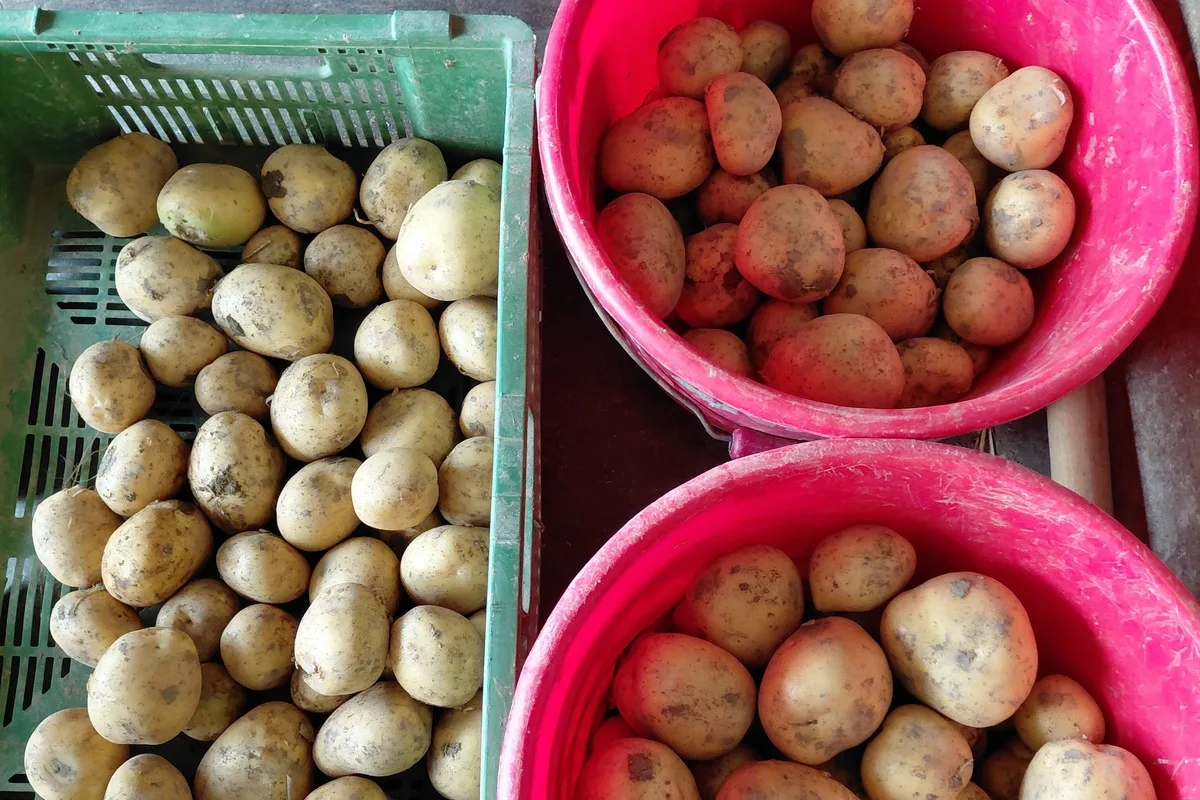 Das Resultat besagter Probegrabung: Im roten Kessel unten liegen Kartoffeln von der Parzelle mit Sprinklern, im roten Kessel oben Knollen mit Schlauchrollen-Bewässerung. Die Kartoffeln in der grünen Kiste bekamen nur wenig Wasser. Das Resultat besagter Probegrabung: Im roten Kessel unten liegen Kartoffeln von der Parzelle mit Sprinklern, im roten Kessel oben Knollen mit Schlauchrollen-Bewässerung. Die Kartoffeln in der grünen Kiste bekamen nur wenig Wasser.