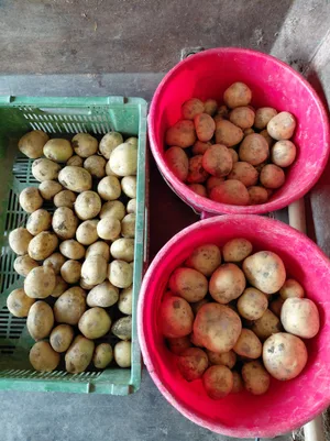 Das Resultat besagter Probegrabung: Im roten Kessel unten liegen Kartoffeln von der Parzelle mit Sprinklern, im roten Kessel oben Knollen mit Schlauchrollen-Bewässerung. Die Kartoffeln in der grünen Kiste bekamen nur wenig Wasser.
