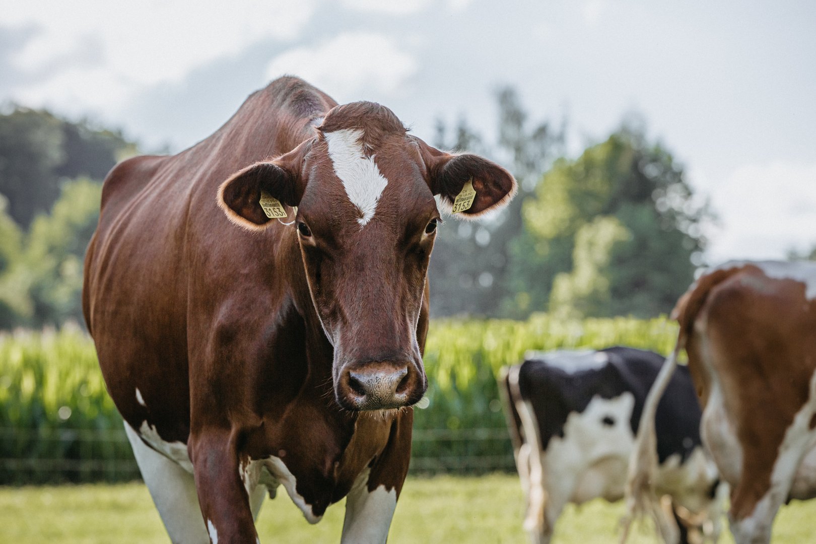 Zwei Vorstösse, eine Diagnose: Weniger Kühe, mehr Milch, aber Fleisch aus dem Ausland
