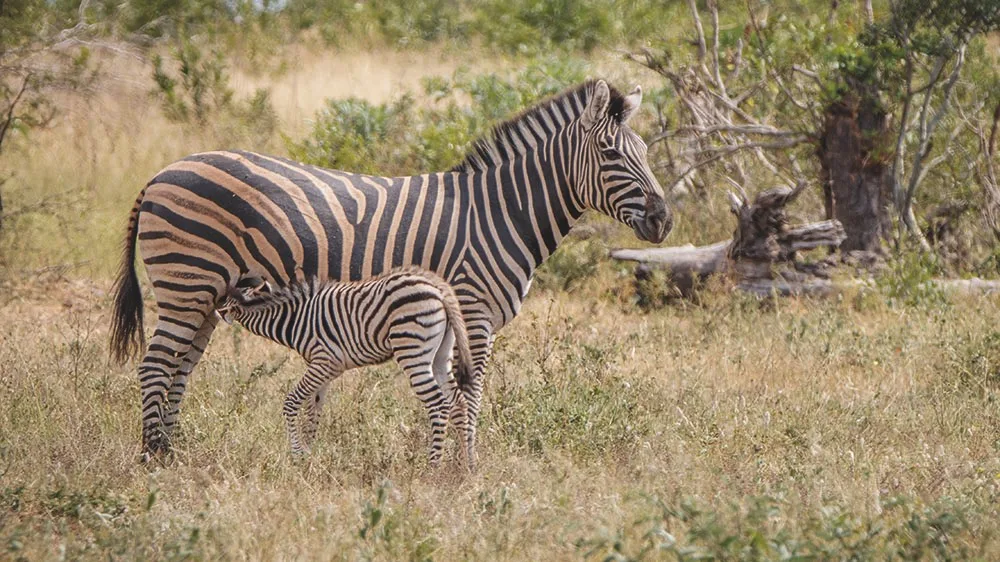 ff6239c71542abe1b4cbdce7fe56a79fc5327310 Die dünnflüssige Milch des Steppenzebras versorgt die Fohlen nicht nur mit Nährstoffen, sondern auch mit genügend Flüssigkeit. (Bilder Zoologisches Museum UZH)