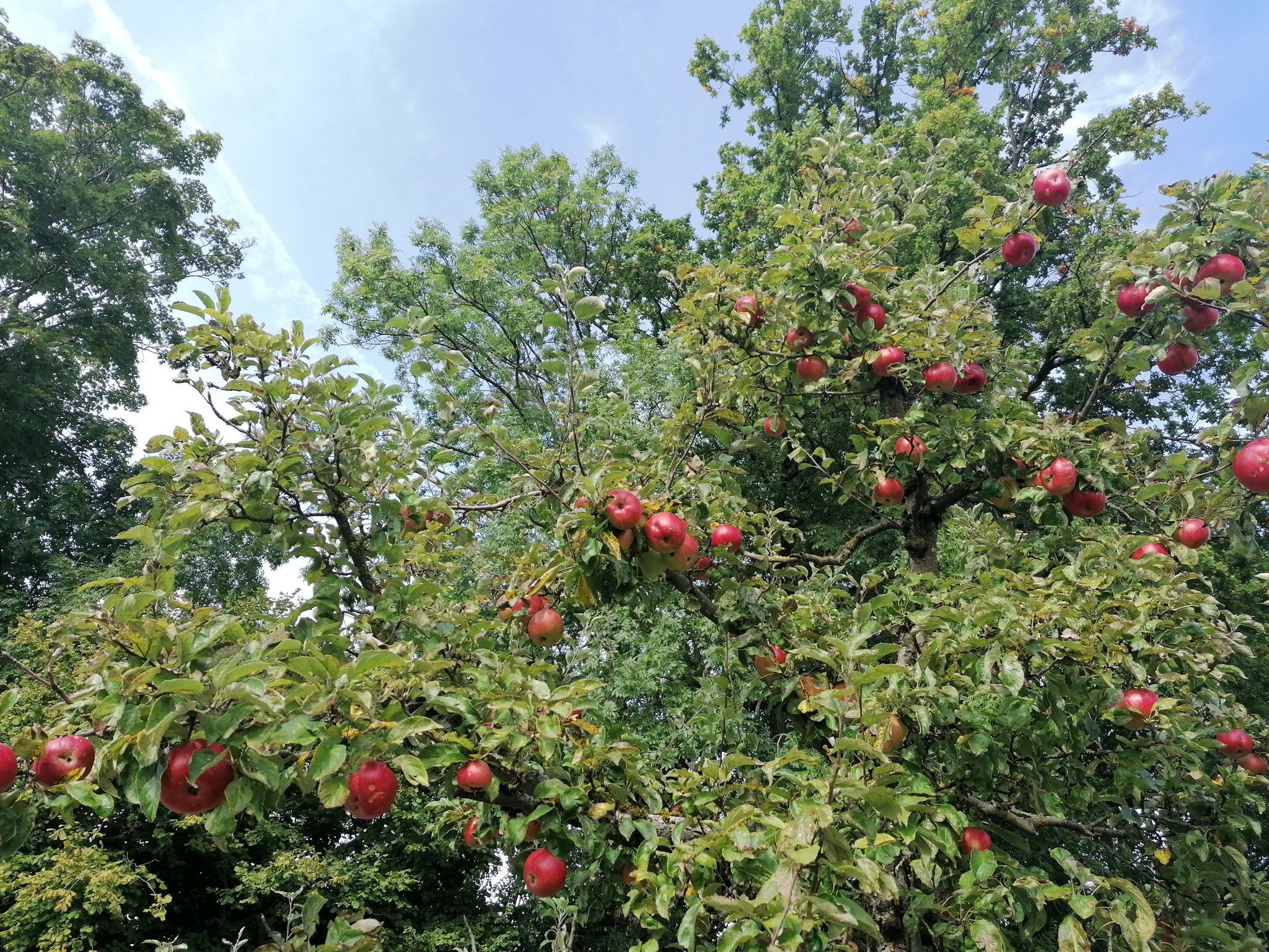 «Vergessenes» Obst von den Bäumen holen