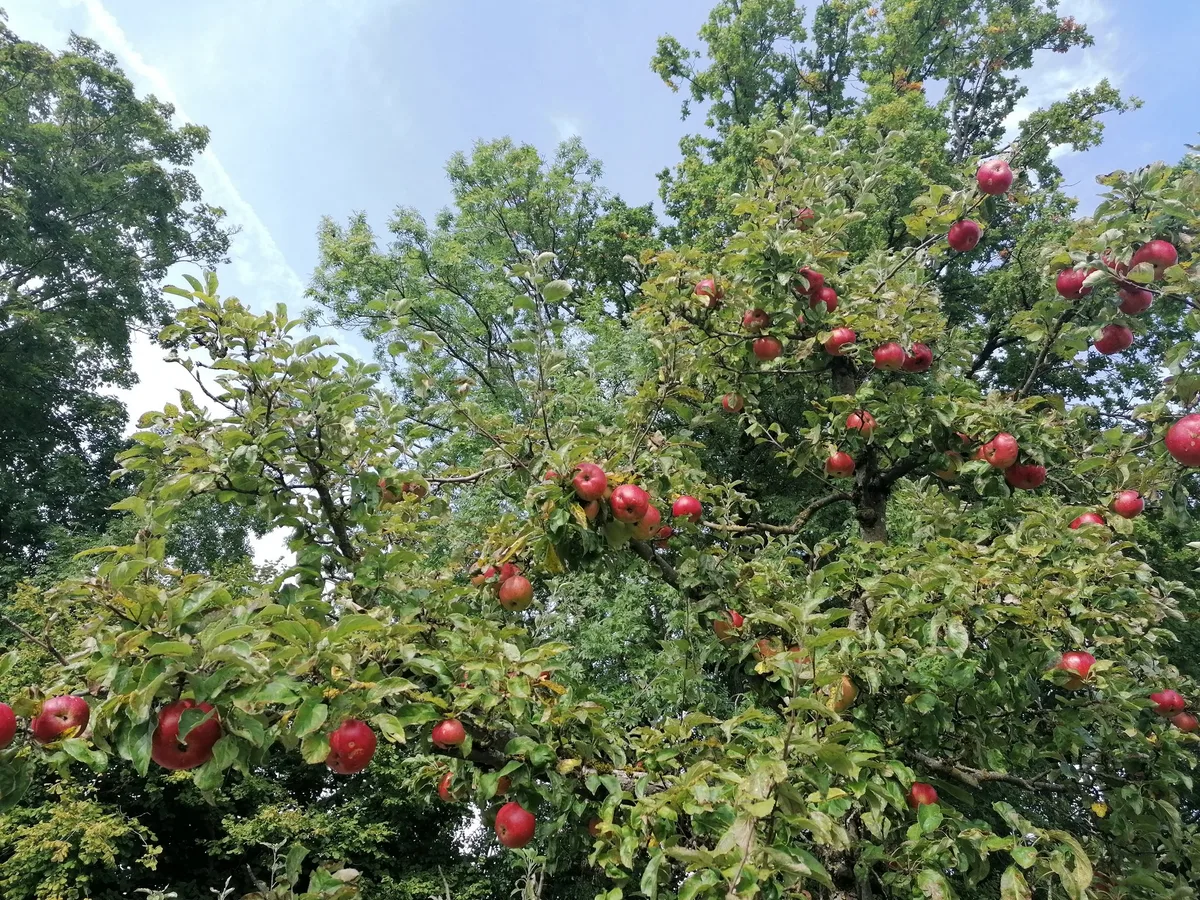 img_20211002_154040 «Vergessenes» Obst von den Bäumen holen