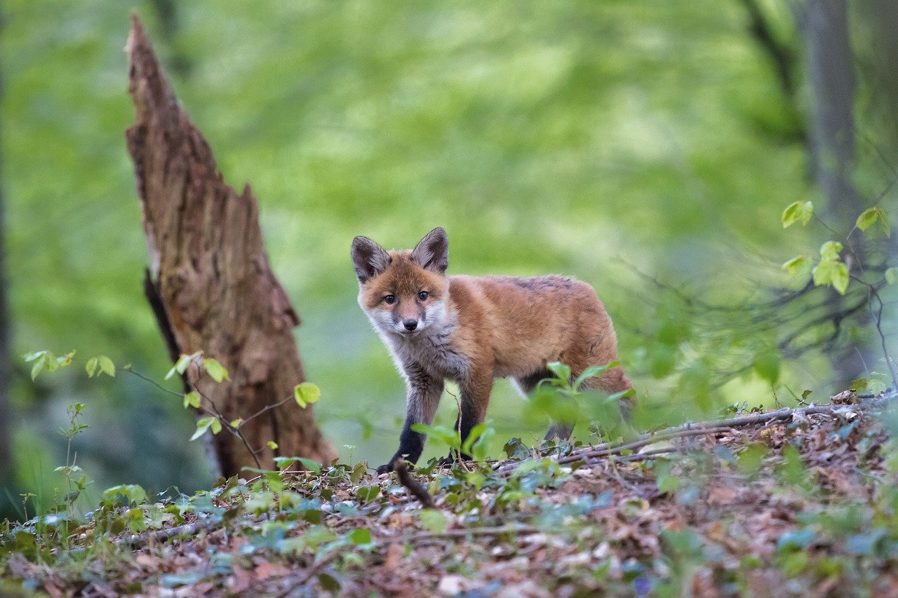 Der Fuchs ist mittlerweile zum Kulturfolger geworden. Neue Studien weisen darauf hin, dass die Tiere schon seit langer Zeit vom Menschen zurückgelassene Abfälle fressen. (Bild Pixabay)