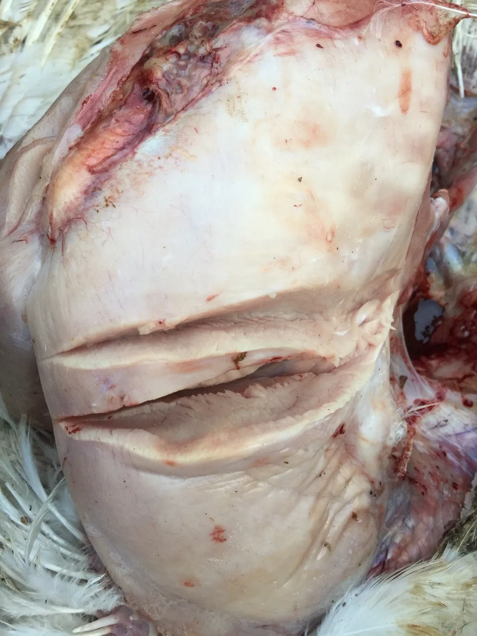 Hitzetod Schon zwei Grad mehr sind beim Geflügel zu viel