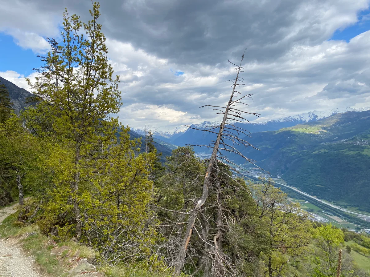 Wallis-Bergwald-lja Stärkere Verdunstung und regenarme Sommer lassen Föhren sterben