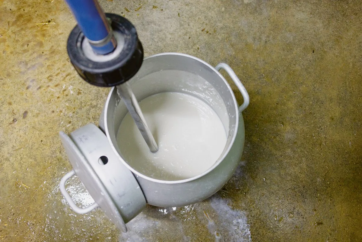 fb8f1a44e50d594fd0fc634aa82f09226ef50125 Die Milchbauern in Deutschland und Frankreich produzieren weniger Milch, in Irland indes wächst die Produktion.(Bild hja)
