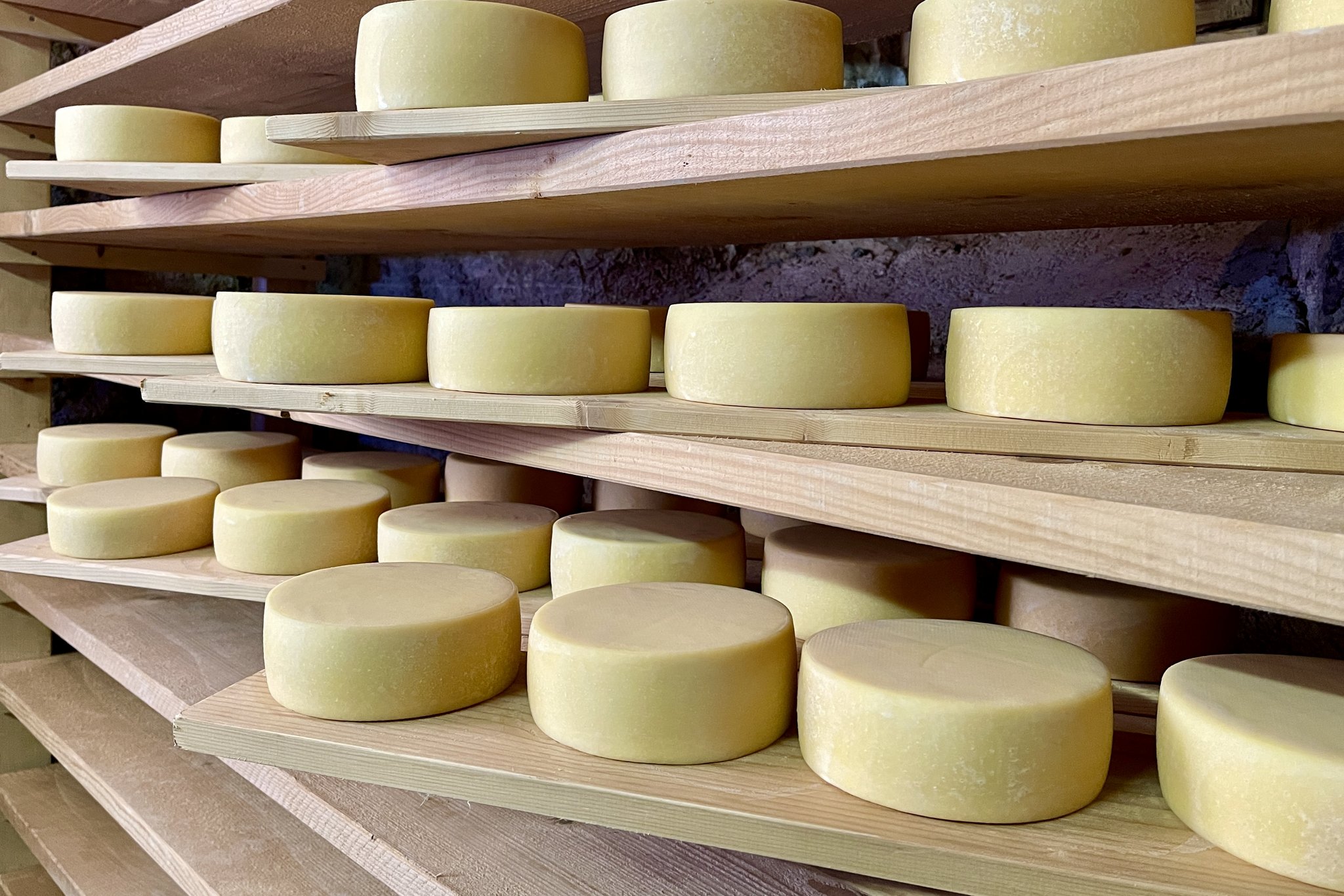 Käse-Laibe im Käselager auf einer Alp.