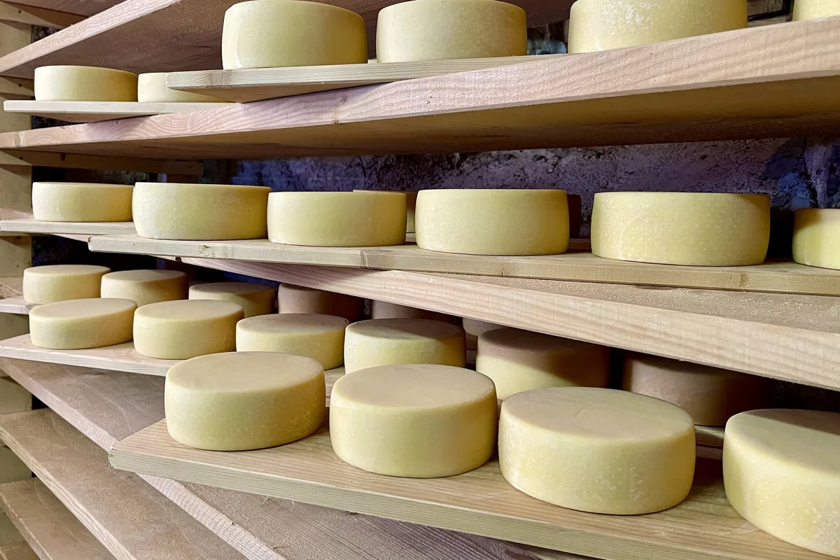 schweizer-kaese-symbolbild Käse-Laibe im Käselager auf einer Alp.