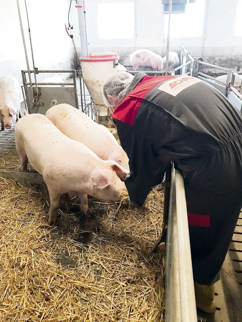 Lieber die Schweine im Rampenlicht als er als Person: Instagrammer Nik auf Besuch bei einem «Söieler».