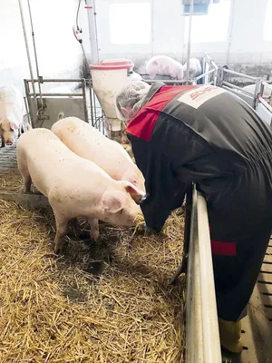 Lieber die Schweine im Rampenlicht als er als Person: Instagrammer Nik auf Besuch bei einem «Söieler».