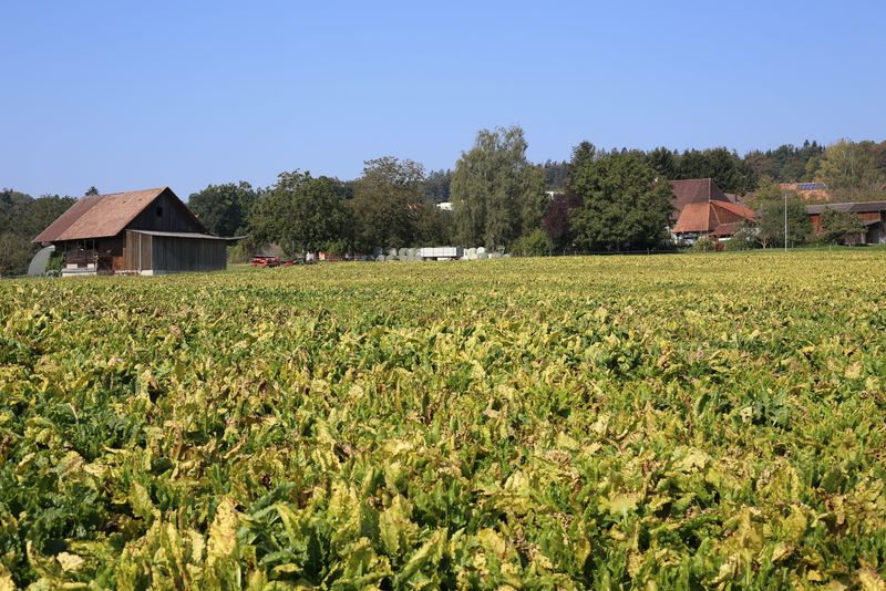 NRW will die Viröse Vergilbung mittels Beizmittel im Schach halten. Die Krankheit sorgt für erhebliche Ertragsausfälle bei Rüben, auch in der Schweiz. (Bild lid/ji)