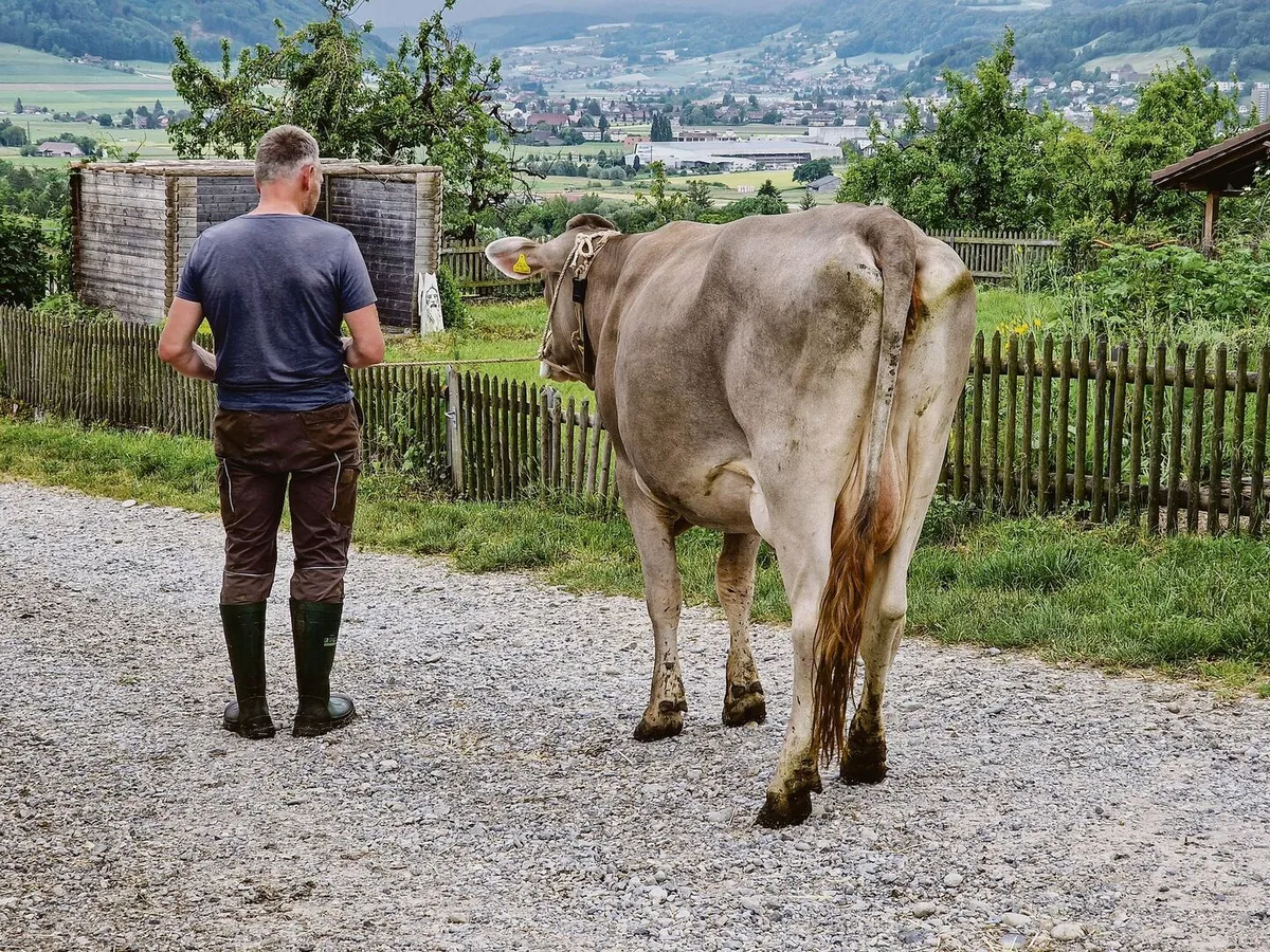 Die Kuh ist lahm; darf sie transportiert werden? Nicht selten ist die Antwort auf diese Frage ein Abwägen. Auch Tierärzte zeigen Unsicherheiten.