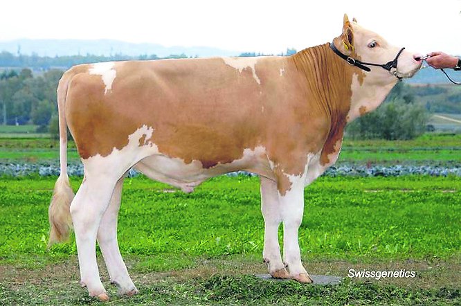 Swissgenetics konnte Tur-Bach Alex Binal für den Zweiteinsatz freigeben. Er wurde gezüchtet von Ueli Bach, Turbach BE. (Bild Swissgenetics)