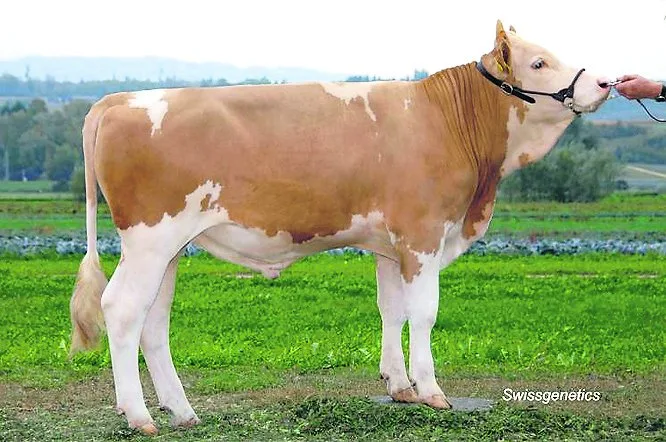97360f8f895402bb24643b43b8c05d6518c215c9 Swissgenetics konnte Tur-Bach Alex Binal für den Zweiteinsatz freigeben. Er wurde gezüchtet von Ueli Bach, Turbach BE. (Bild Swissgenetics)
