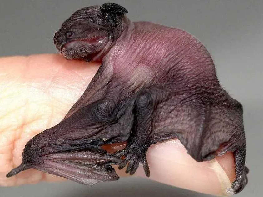 cdb954d300dd611629a7e67707408c370c18a111 Junge Zwergfledermaus (Pipistrellus pipistrellus). Diese Art bewohnt vor allem Fassadenspalten und hat als erwachsenes Tier eine Spannweite von 20cm. Als Jungtier haben Zwergfledermäuse dasselbe Format wie ein Stück Würfelzucker. (Bild BIF)