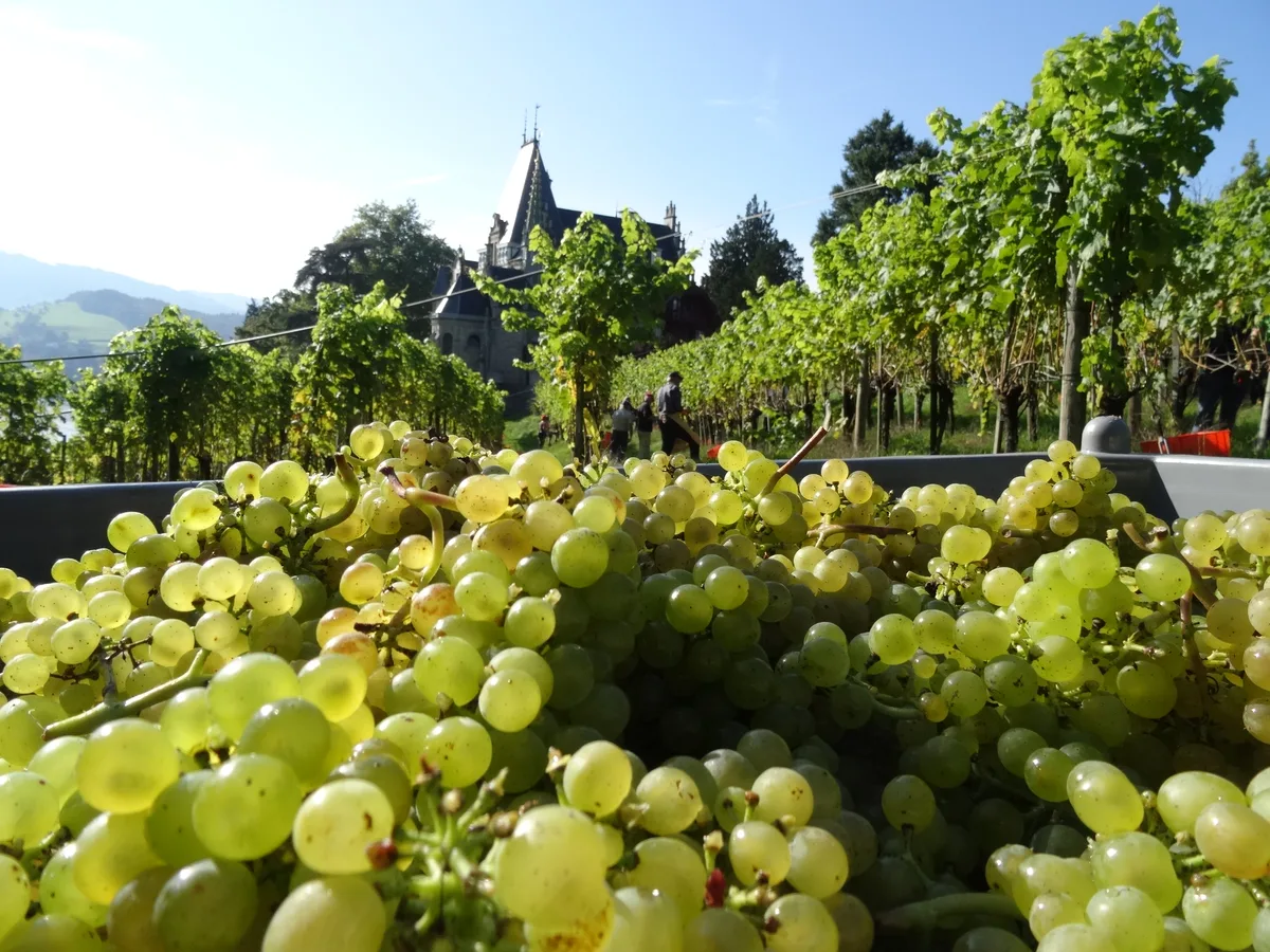 Traubenlese Meggenhorn Der Jahrgang 2026 soll dem Extremsommer zum Trotz guten Wein geben, ist zu vernehmen. Der Markt macht mehr Sorgen als die Qualität.