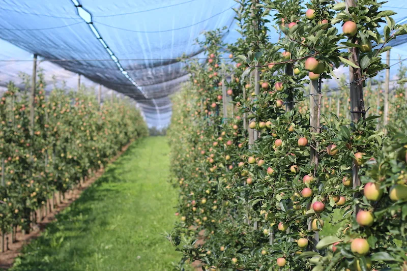 221357ca6495de1b789f6735f90a68d43b9889d6 Zwar stiegen die Obst-Verkäufe im Detailhandel während der Corona-Krise an, es wurde wegen geschlossener Restaurants aber weniger Apfelsaft getrunken. (Bild zVg SOV)