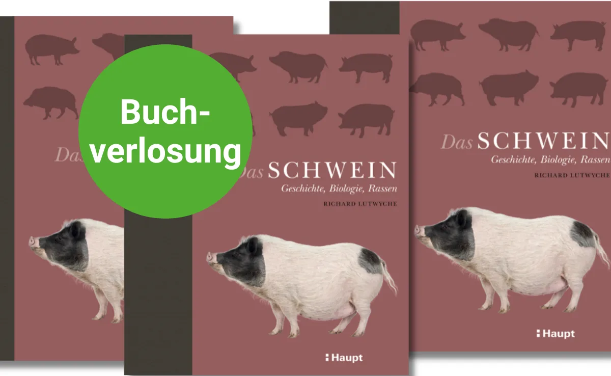 buch-schwein Buchbesprechung: «Das Schwein» ist voller Fakten & Geschichten