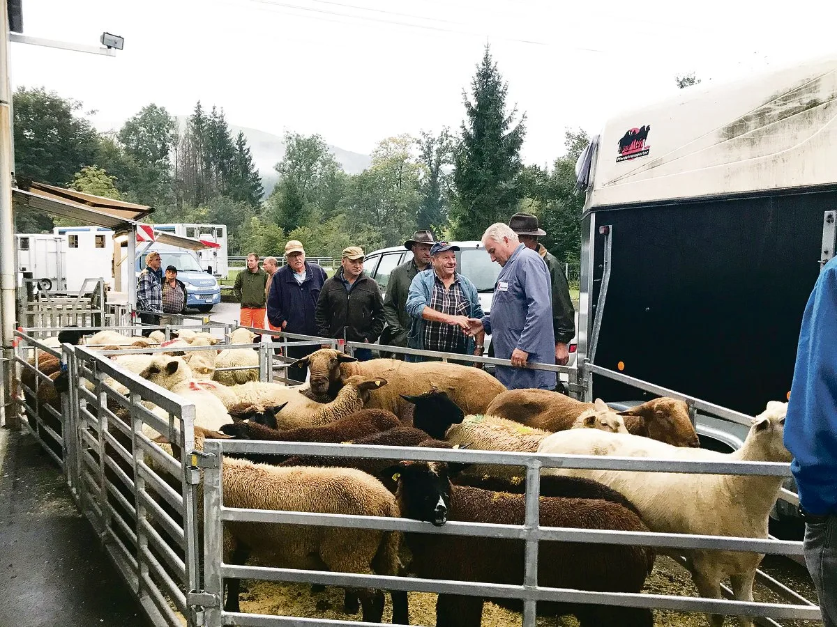 976befdcde46f305b32b68d48760c07f01c79ba3 Die Schafe am Markt in Malters werden ausgeladen, taxiert, gewogen und dem Meistbietenden verkauft.(Bild Franziska Jurt)