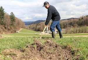 Wildschäden führen zu hohen Kosten in der Landwirtschaft. (Symbolbild aus der Zentralschweiz Ruth Aerni)