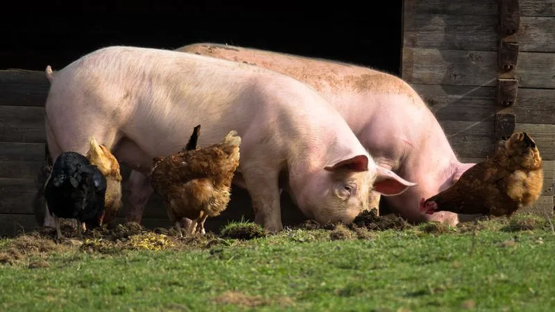 cb9039ba2dfab9c99a3974179d6a6774d3805e4b Damit in jungen Jahren der Tierarzt weniger zu Besuch kommen muss: Unter anderem mit innovativer Ernährung soll die Darm-Widerstandsfähigkeit von Hühnern und Schweinen verbessert werden. (Bild Pixabay)
