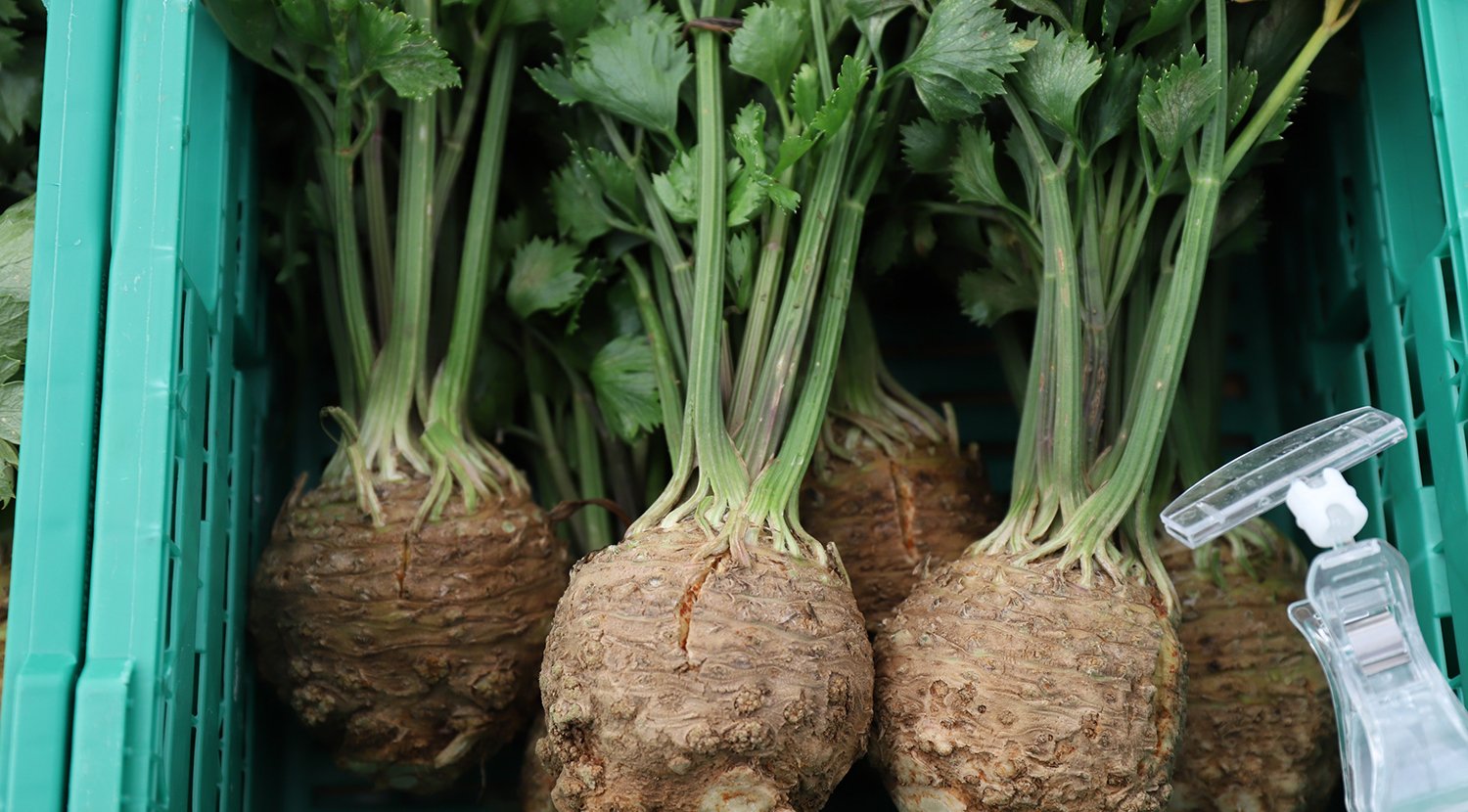 Wie der Saft von «Bergers Weisser Kugel» zum Erhalt des gefleckten Selleries beiträgt