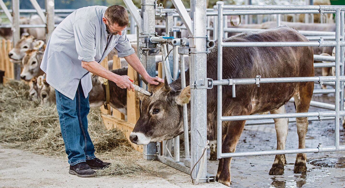 Die Studie soll zeigen, was der Unterschied in der Fleischqualität der geschlachteten Tiere ist.