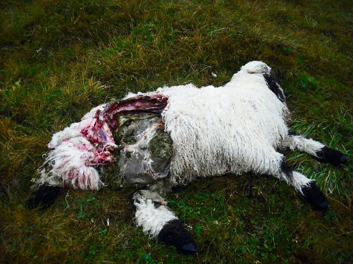 Solche Bilder will man im Wallis nicht mehr sehen. Die Abschussbestimmungen für den Wolf sollen gelockert werden.