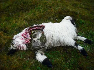Solche Bilder will man im Wallis nicht mehr sehen. Die Abschussbestimmungen für den Wolf sollen gelockert werden.