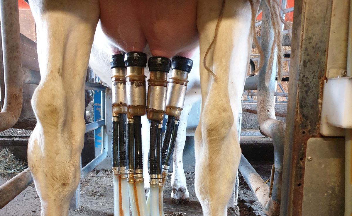 Milch darf ab 2024 länger auf dem Betrieb gelagert werden