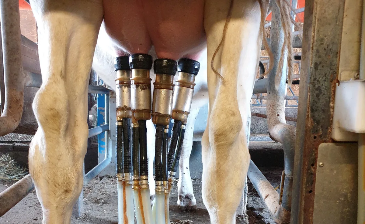 AMS-rae Milch darf ab 2024 länger auf dem Betrieb gelagert werden
