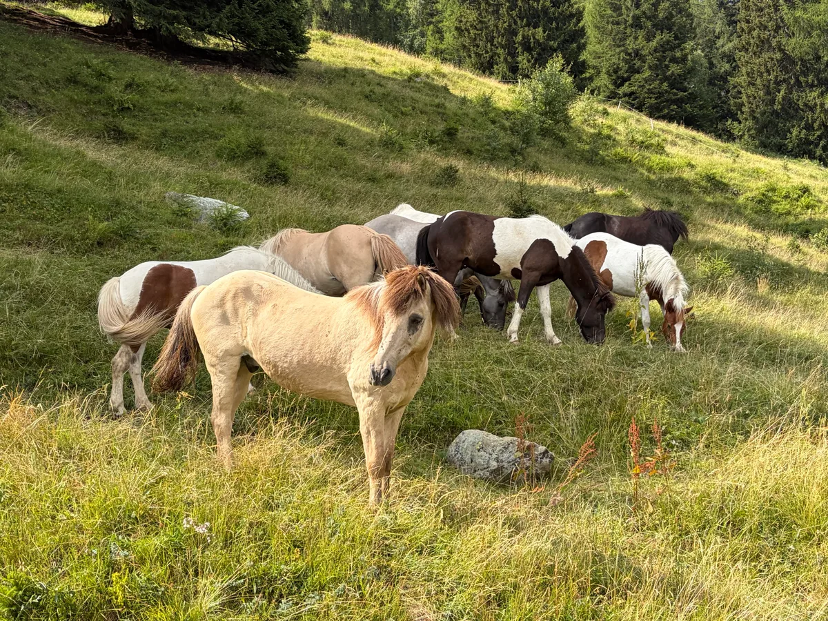 Islaender Die Sömmerungspferde haben sich in kurzer Zeit zu einer Herde zusammengefunden.