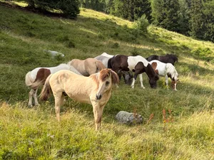 Die Sömmerungspferde haben sich in kurzer Zeit zu einer Herde zusammengefunden.