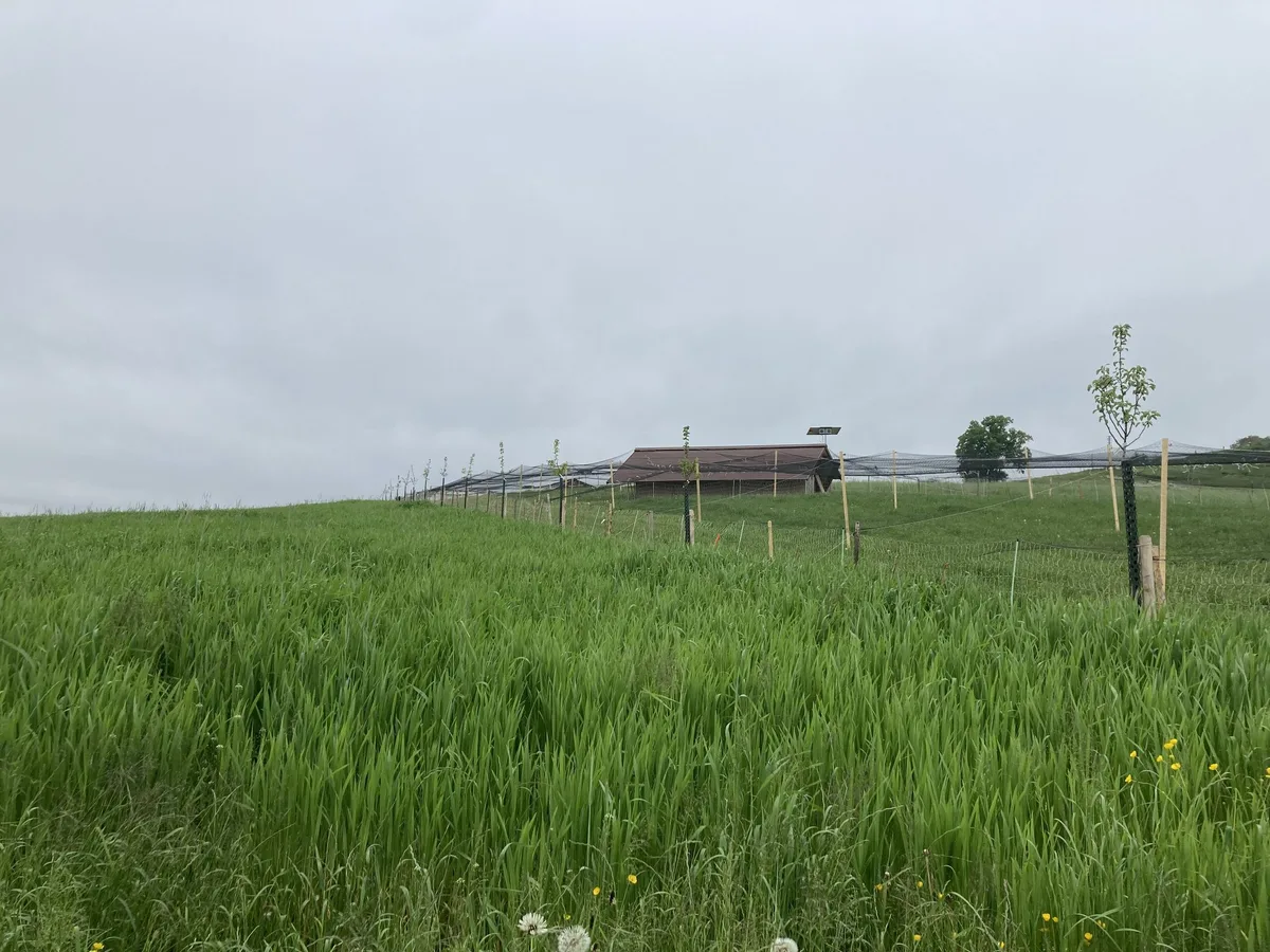 agroforst1 Agroforstsysteme sind auch in der produzierenden Landwirtschaft immer mehr im Trend