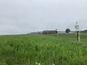 Agroforst in Kombination mit Ackerbau und Tierhaltung.