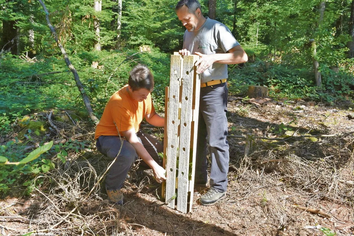 25166d533a0650b5261a011c31ac3476c728c081 Zum Schutz vor Wildverbiss: Der Revierförster Paul Koch (rechts) und der lernende Forstwart Brendan Hafen montieren einen Baumschutz aus Käferholz. (Bild Thomas Güntert)
