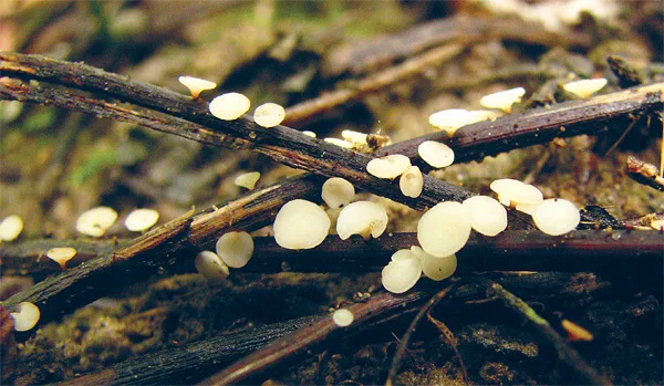 10e09bb802c3bc6bf557282c95cdbe468376cf6f Im Sommer bildet Hymenoscyphus kleine weisse Fruchtkörper auf letztjährigen Eschenstielen und -blättern. (Bild Valentin Queloz/WSL)