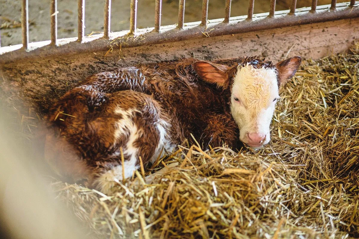0881b73f9985273604e47e7a063408dba6b8180670cd9e8eb0f8c7b364941d80 Ein frisch geborenes Kalb liegt im Stroh.
