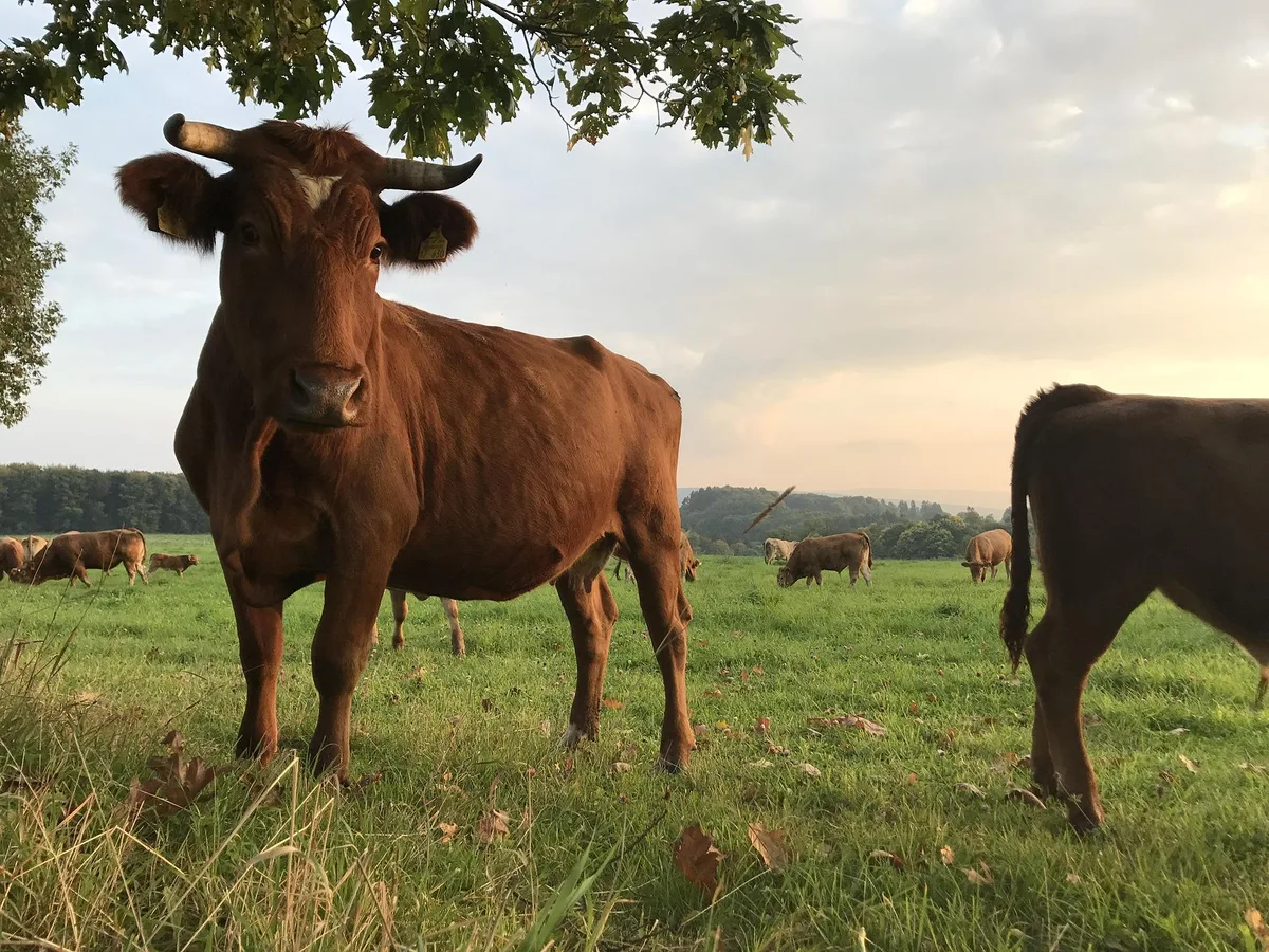 weide_rind_spinheike Ein Rezept für klimaneutrales Bio: 60 % Produktion, 25 % Konsum und Markt, 15 % Hoffnung