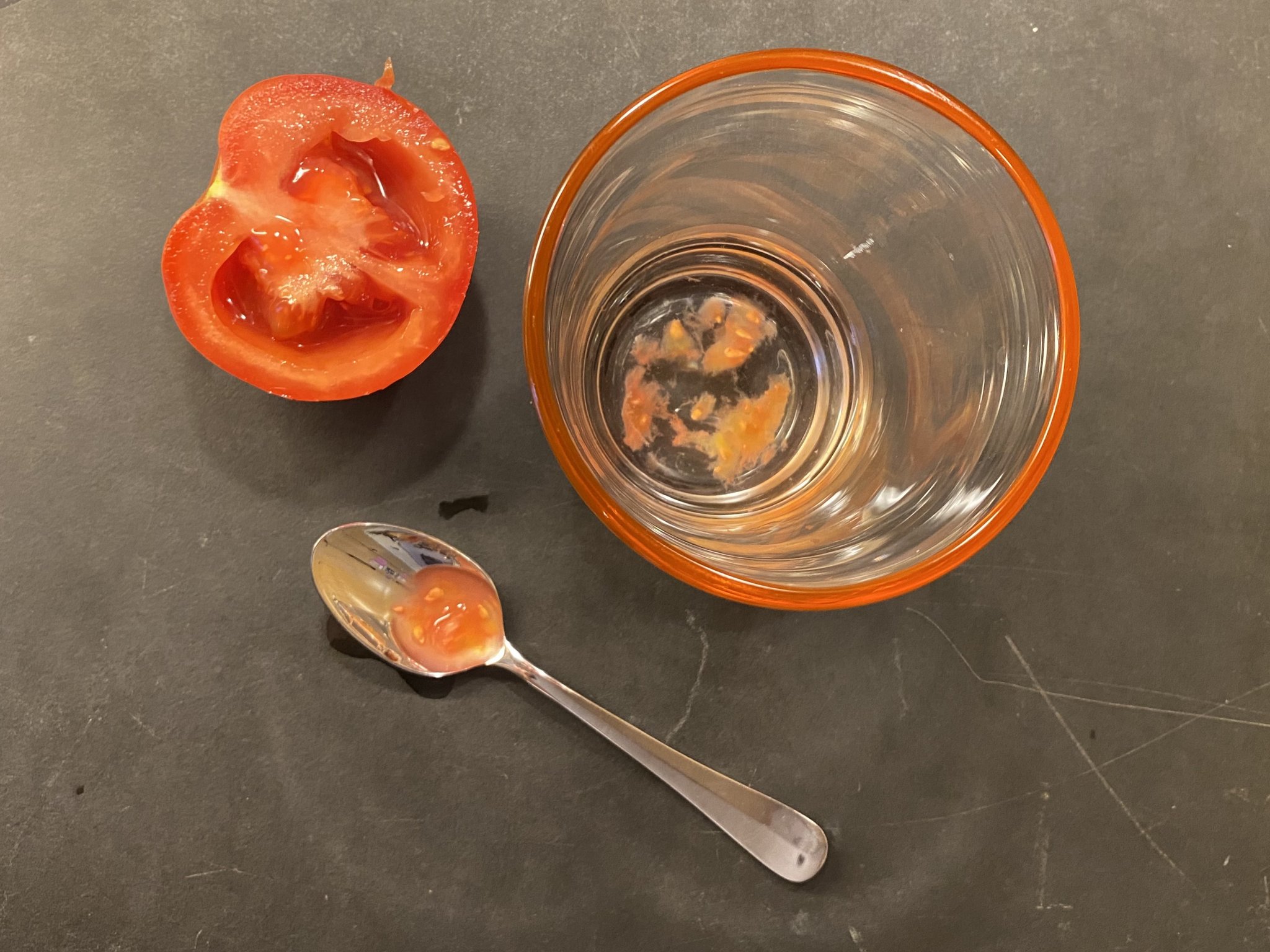 Tomaten aus eigenen Samen ziehen: So geht es