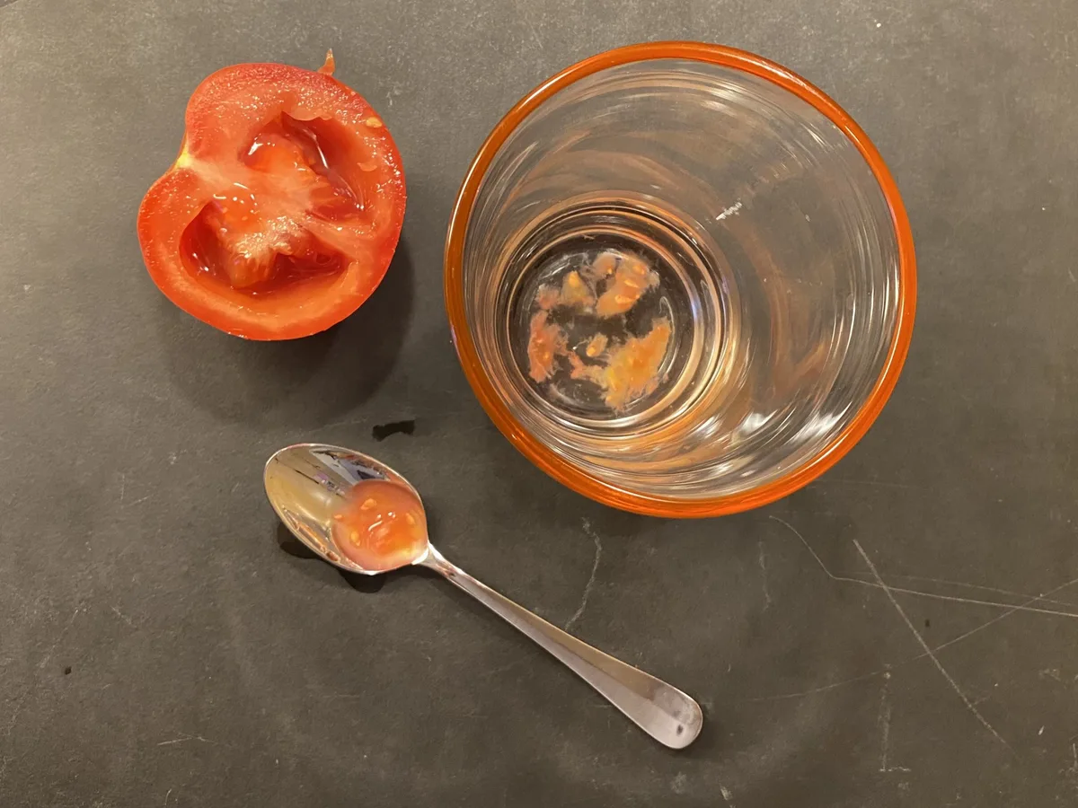 tomatensamen-gewinnen Tomaten aus eigenen Samen ziehen: So geht es