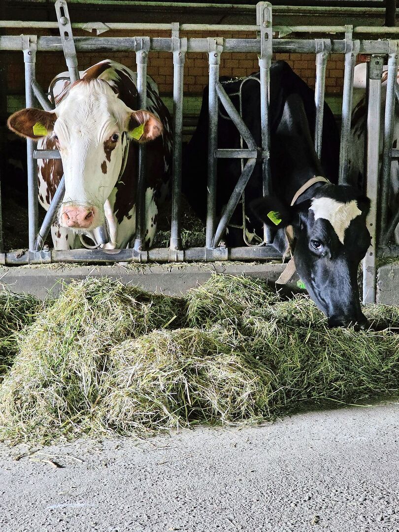 Das Blauzungenvirus hat die Schweiz im Griff. Was, wenn die Maul- und Klauenseuche unser Land erreicht? Was hiesse das für unsere Nutztiere?