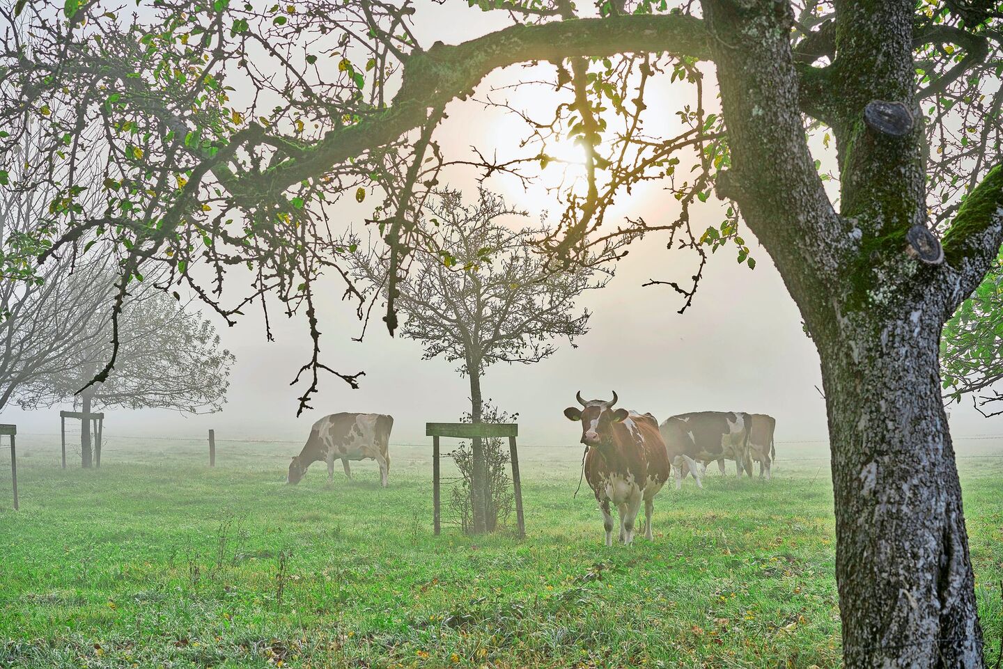 Die Schweiz hat immer weniger Kühe. Zwar geben sie mehr Milch, aber Seuchen – wie Blauzunge – stellen die Tierzucht vor grosse Herausforderungen.