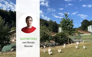 Tiergerechte Hühnerhaltung auf einem Betrieb im Kanton Luzern.