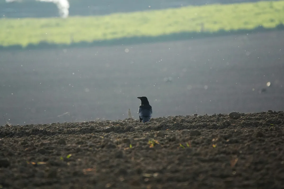 Wie Sie Ihrem Mais helfen können, den Krähen davon zu wachsen