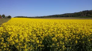 Blühendes Rapsfeld (Bild lid/ji)